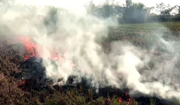 पंजाब: पराली जलाने के एक दिन में सर्वाधिक 283 मामले सामने आए