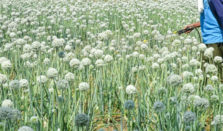 Manipur में 600 एकड़ से अधिक भूमि पर चूरा पोस्त की अवैध फसल नष्ट की गई